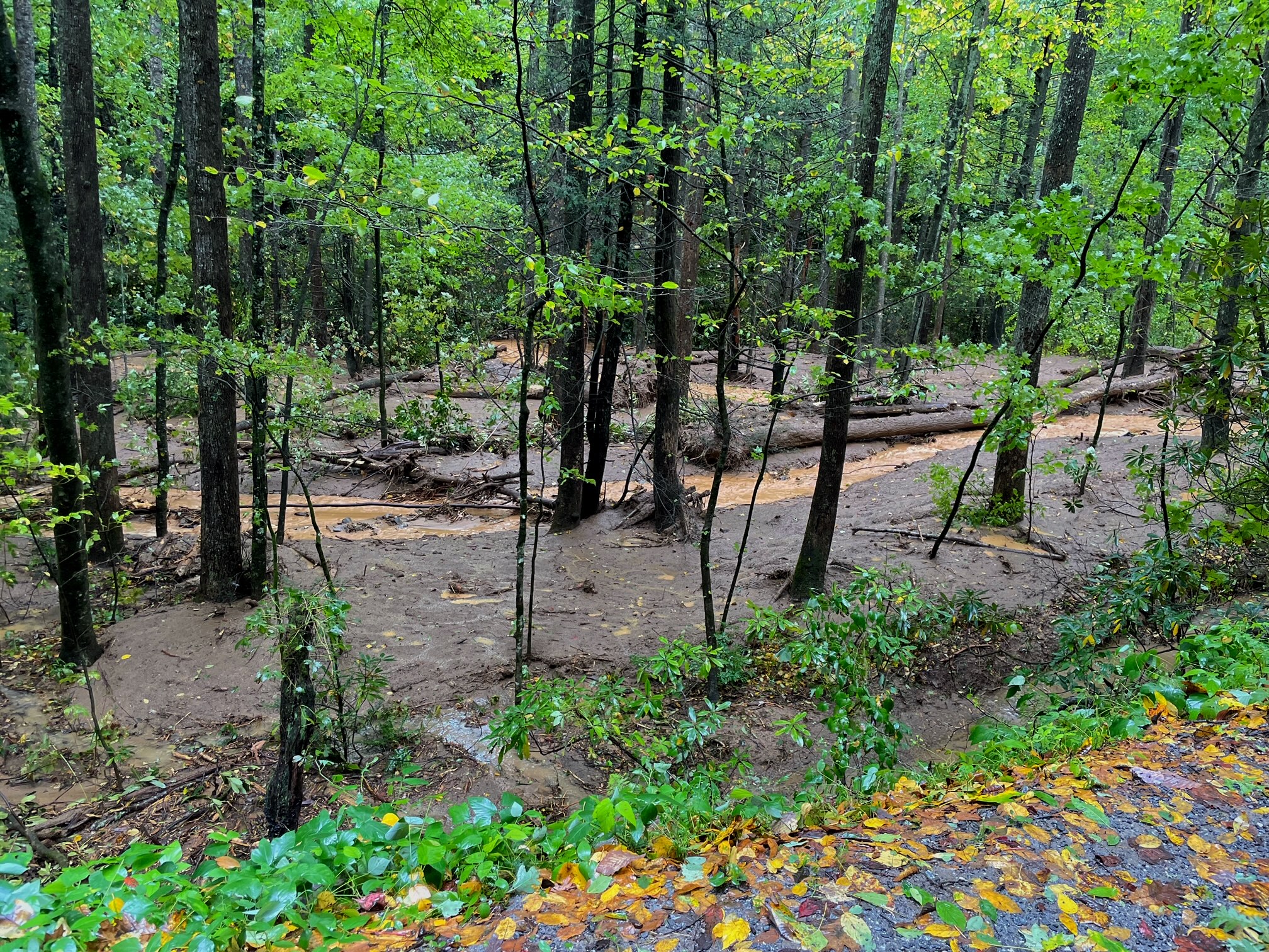 A wooded stretch that became a river alongside the road. The water from this river overtopped the dam at the BnB, undercut the spillway and caused at least one landslide. 