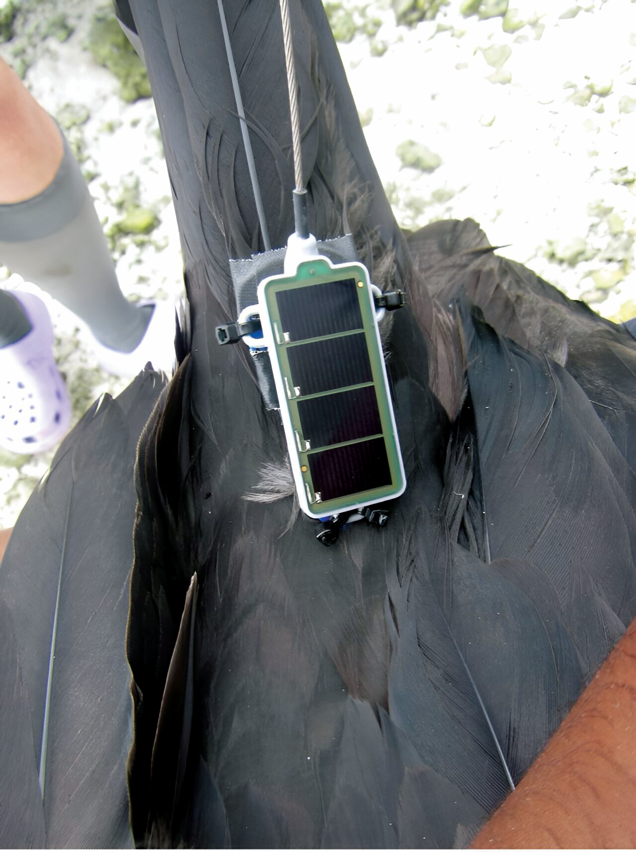 Sensor photo caption: A sensor attached to the tail feathers of a great frigatebird.  [Photo Credit: Abram Fleishman]