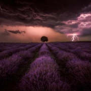 Lavender Storm