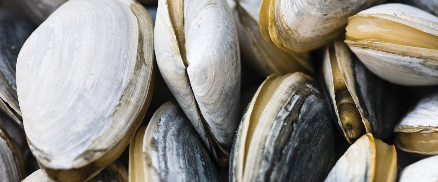 Parcels: Clam-oring for Data