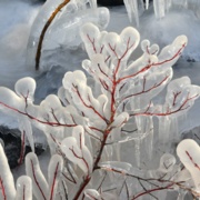 Iced tree