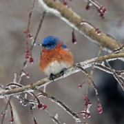 Cold Bluebird