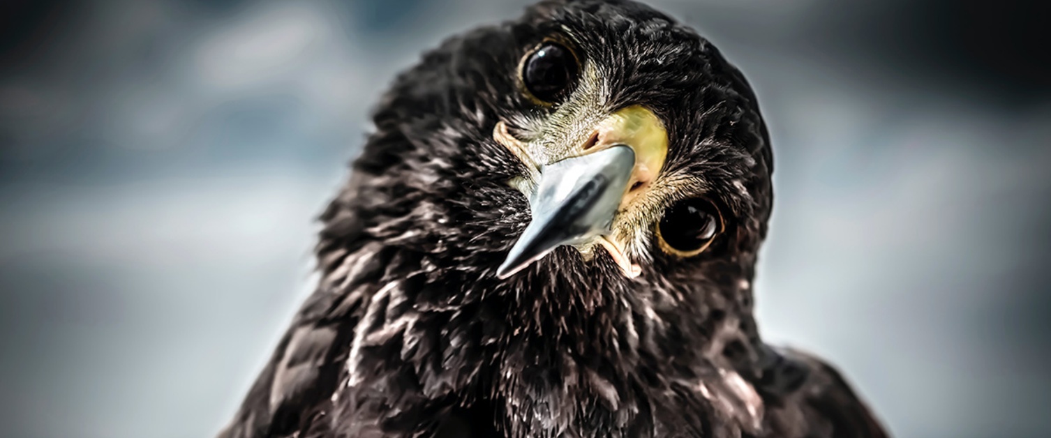 Call in the Birds! Collecting Meteorological Data using Avian Bioplatforms